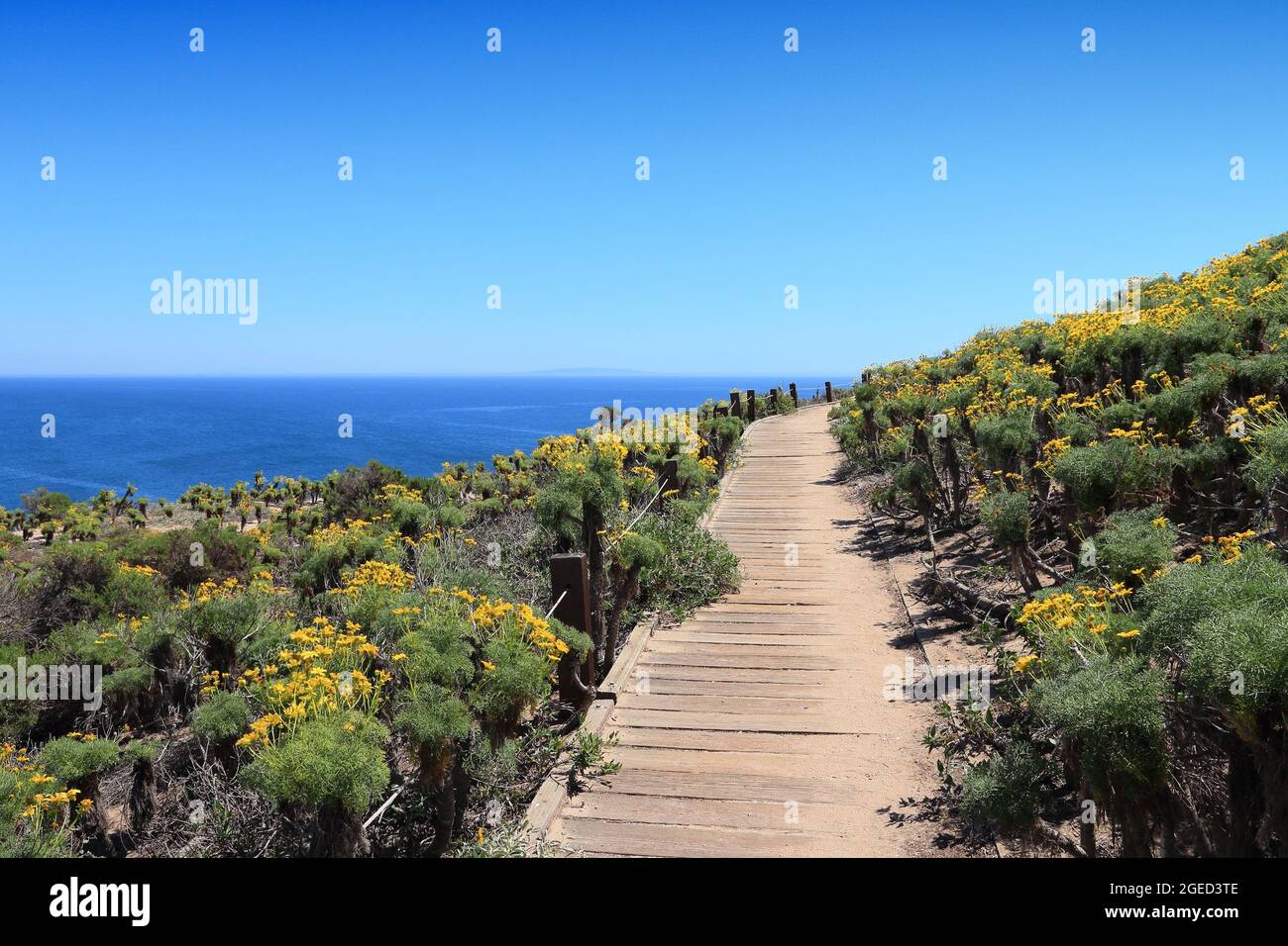 Malibu, Californie, États-Unis. Sentier menant à la plage d'État de point Dume avec fleurs de Giant Coreopsis (Giant Sea dahlia). Banque D'Images