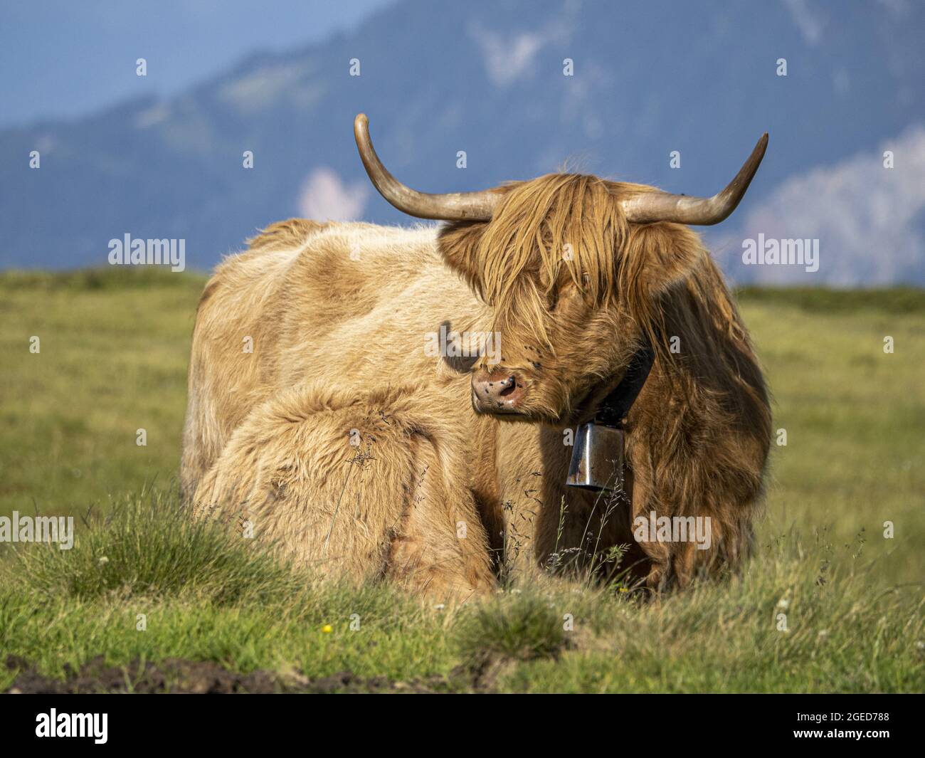 L Ecosse Highlander Bebe Vache Poilue Photo Stock Alamy L Ecosse Highlander Bebe Vache Poilue Photo Stock Alamy