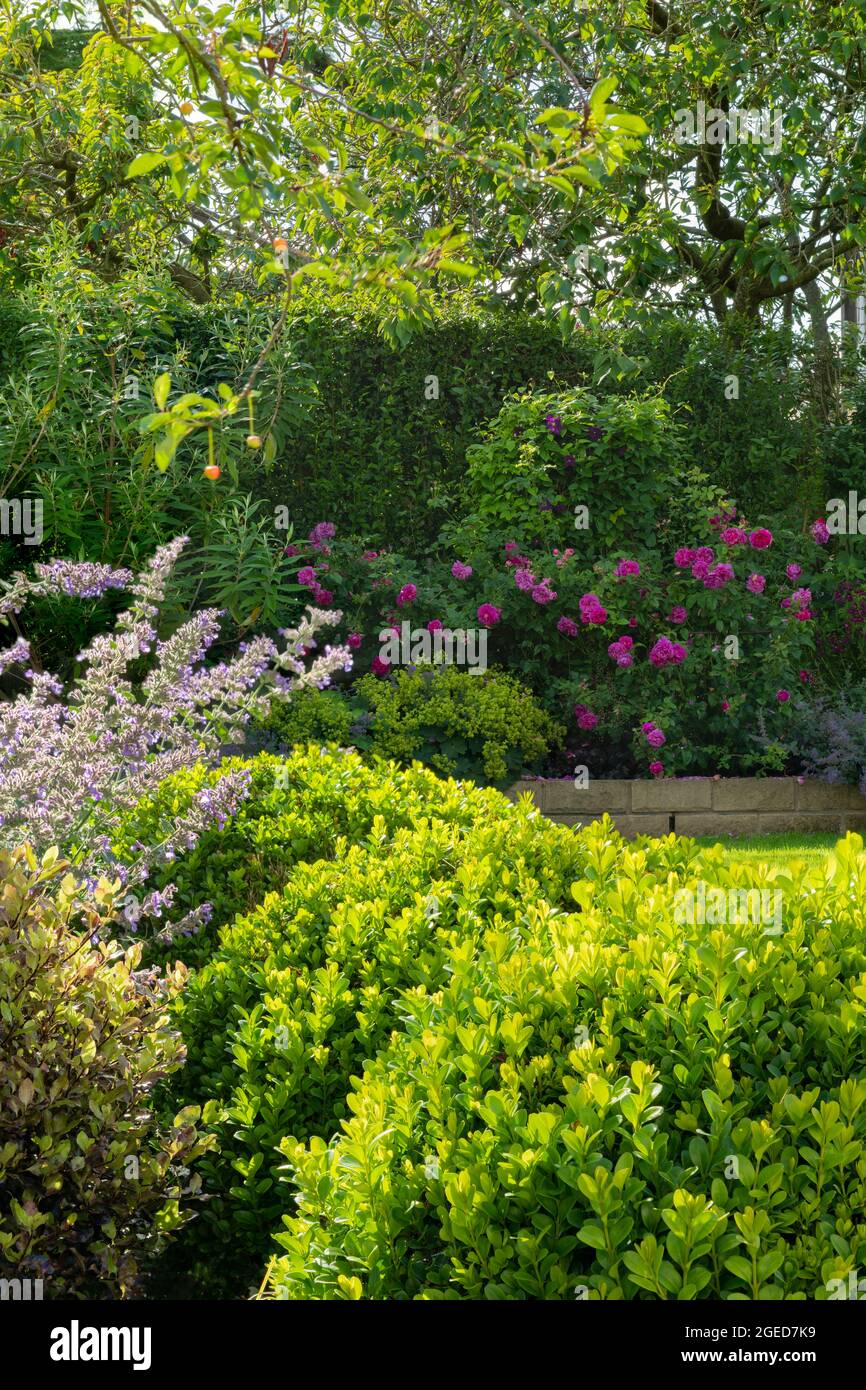 Jardin privé paysagé ensoleillé (design contemporain, fleurs d'été colorées, plantes frontalières, mur de pierre bas, arbre fruitier) - Yorkshire, Angleterre, Royaume-Uni. Banque D'Images