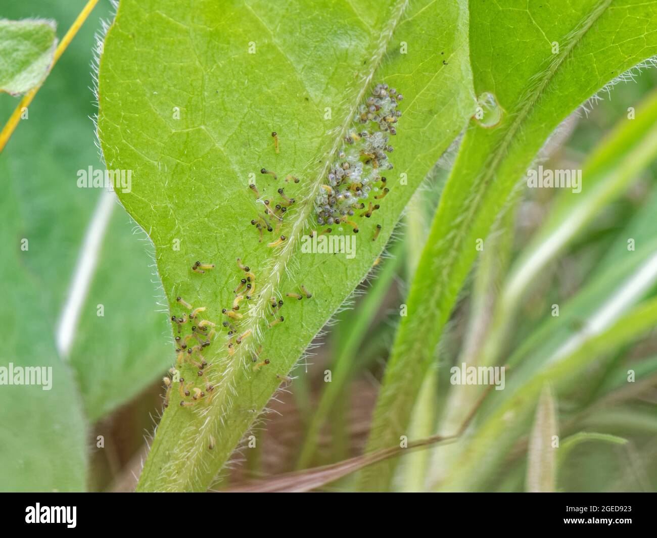 Les chenilles des marais fritillaires (Euphydryas aurina) éclosent et tournent une bande larvaire sur une feuille de Diable (Succisa pratensis) pour se nourrir. Banque D'Images
