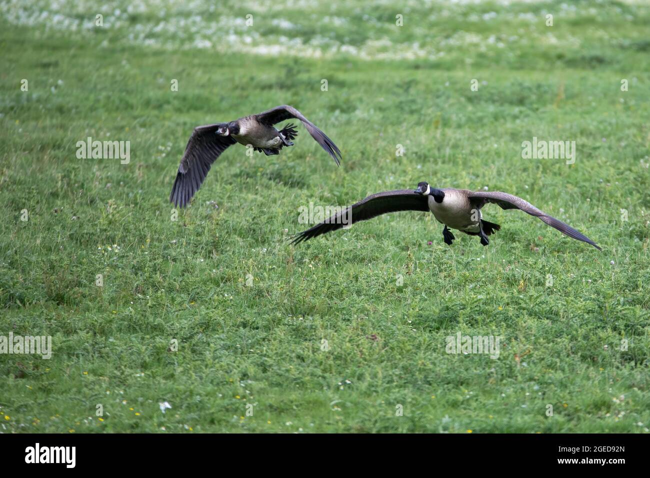 Deux Bernaches du Canada avec leurs ailes étirées, prenant le vol d'un pré commun. Banque D'Images