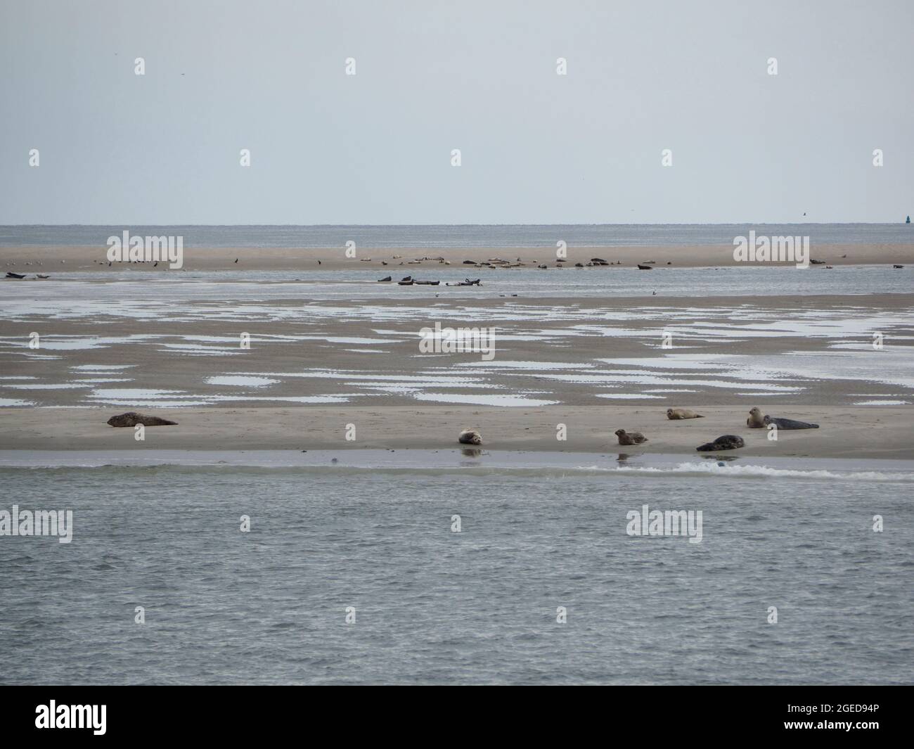 Faune hollandaise de nombreux phoques se reposant sur le Razende bol, près de l'île de Texel, aux pays-bas Banque D'Images