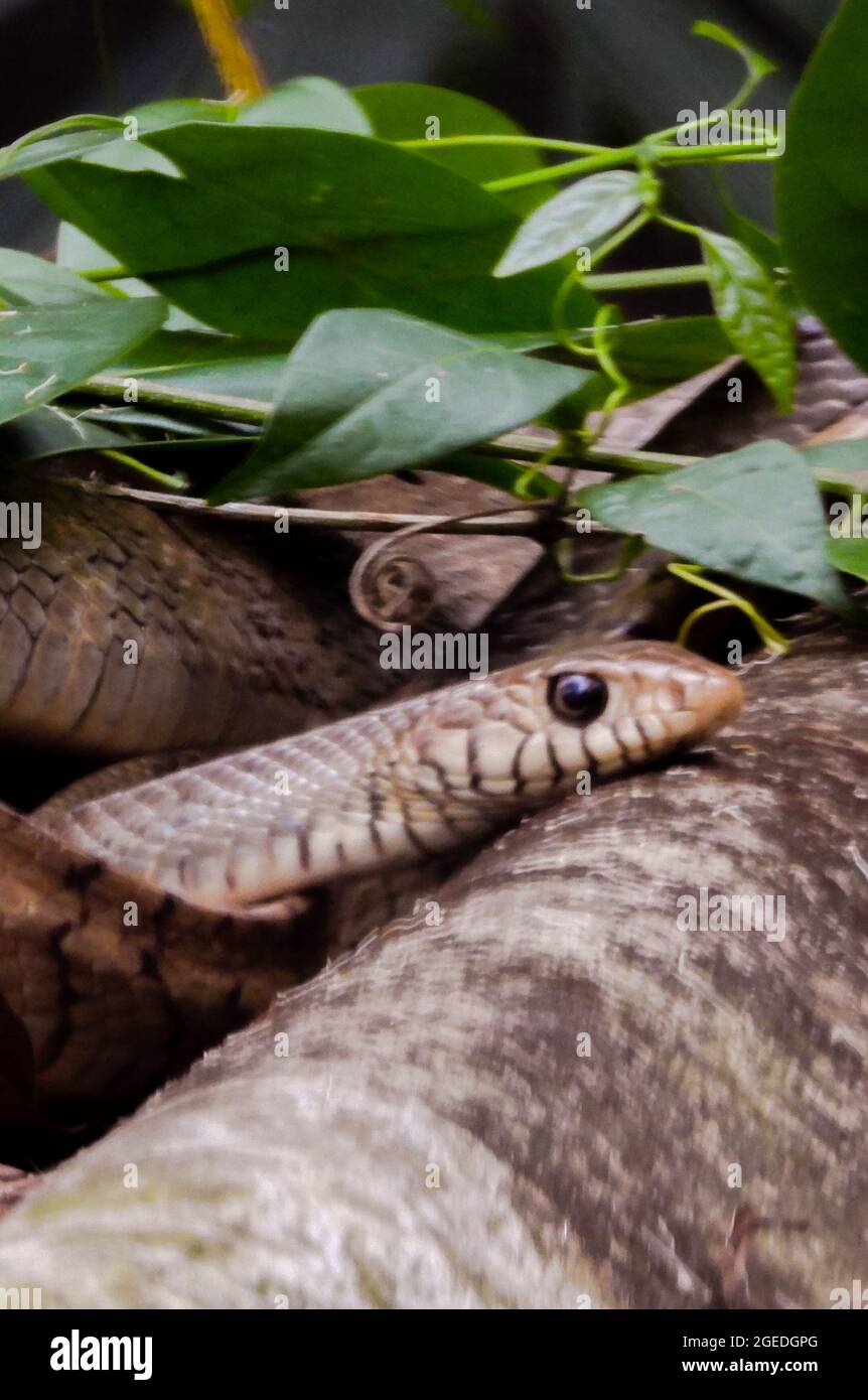 Photo Verticale D Un Mignon Serpent De Bebe Glissant Sur Une Buche Tombee Dans Les Bois Avec Des Feuilles Lumineuses Autour Photo Stock Alamy Photo Verticale D Un Mignon Serpent De Bebe Glissant Sur Une Buche Tombee Dans Les Bois Avec Des Feuilles Lumineuses Autour Photo Stock Alamy