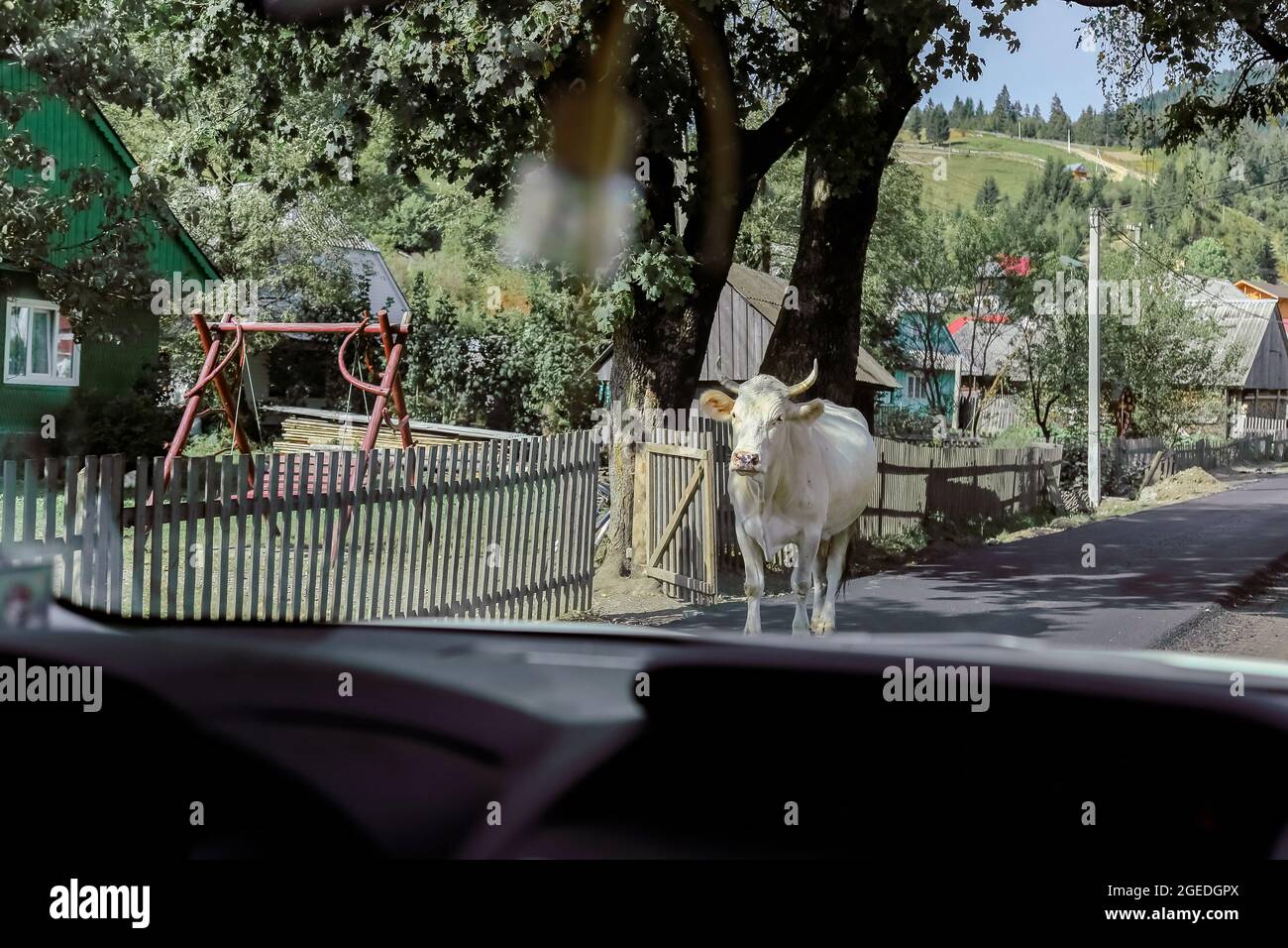 Des promenades à la vache blanche le long de la route asphaltée le long du village de montagne. Vue depuis la voiture. Banque D'Images