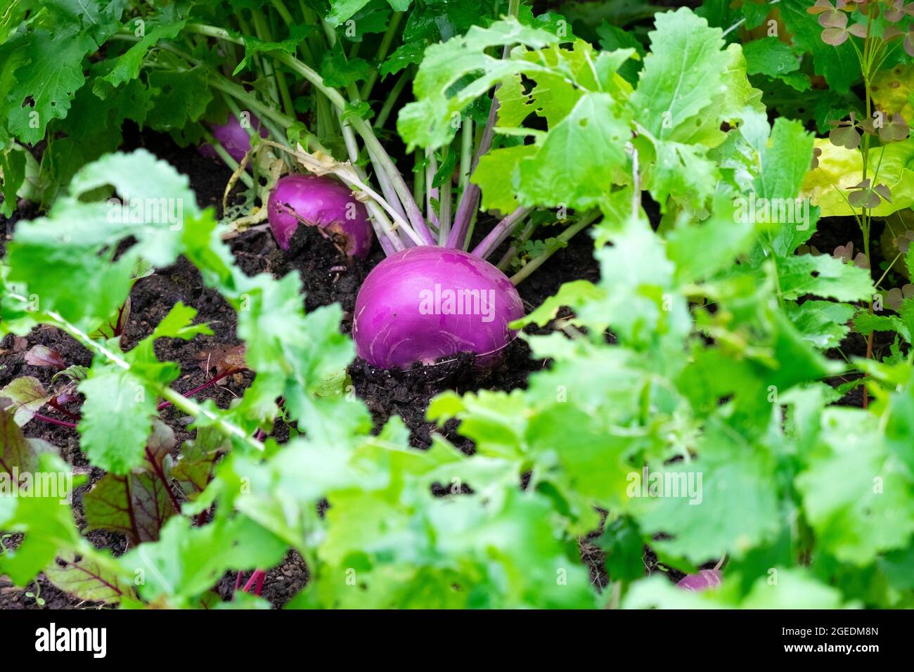 Navet violet prêt à récolter dans le jardin biologique de l'ouest du pays de Galles en août été UK KATHY DEWITT Banque D'Images