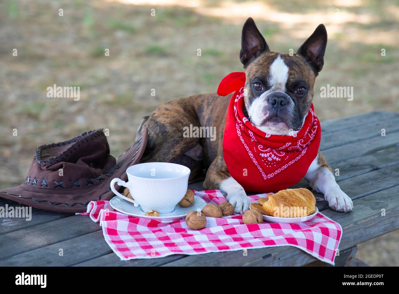boudogue français habillé comme un cowboy mangeant le petit déjeuner comme un homme . il mangeant des croissants buvant du thé Banque D'Images