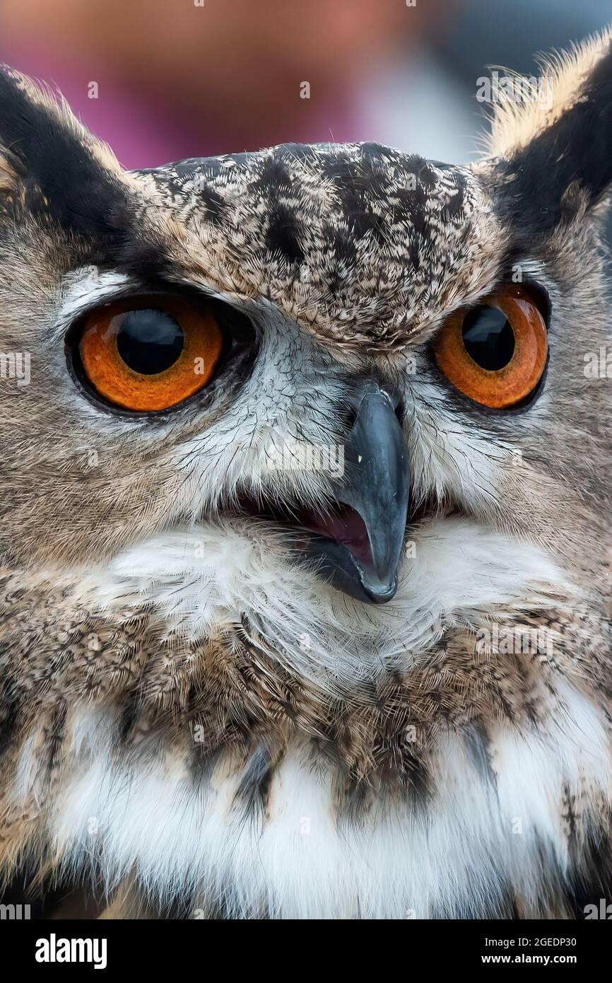 Gros plan de la chouette aigle captive Banque D'Images