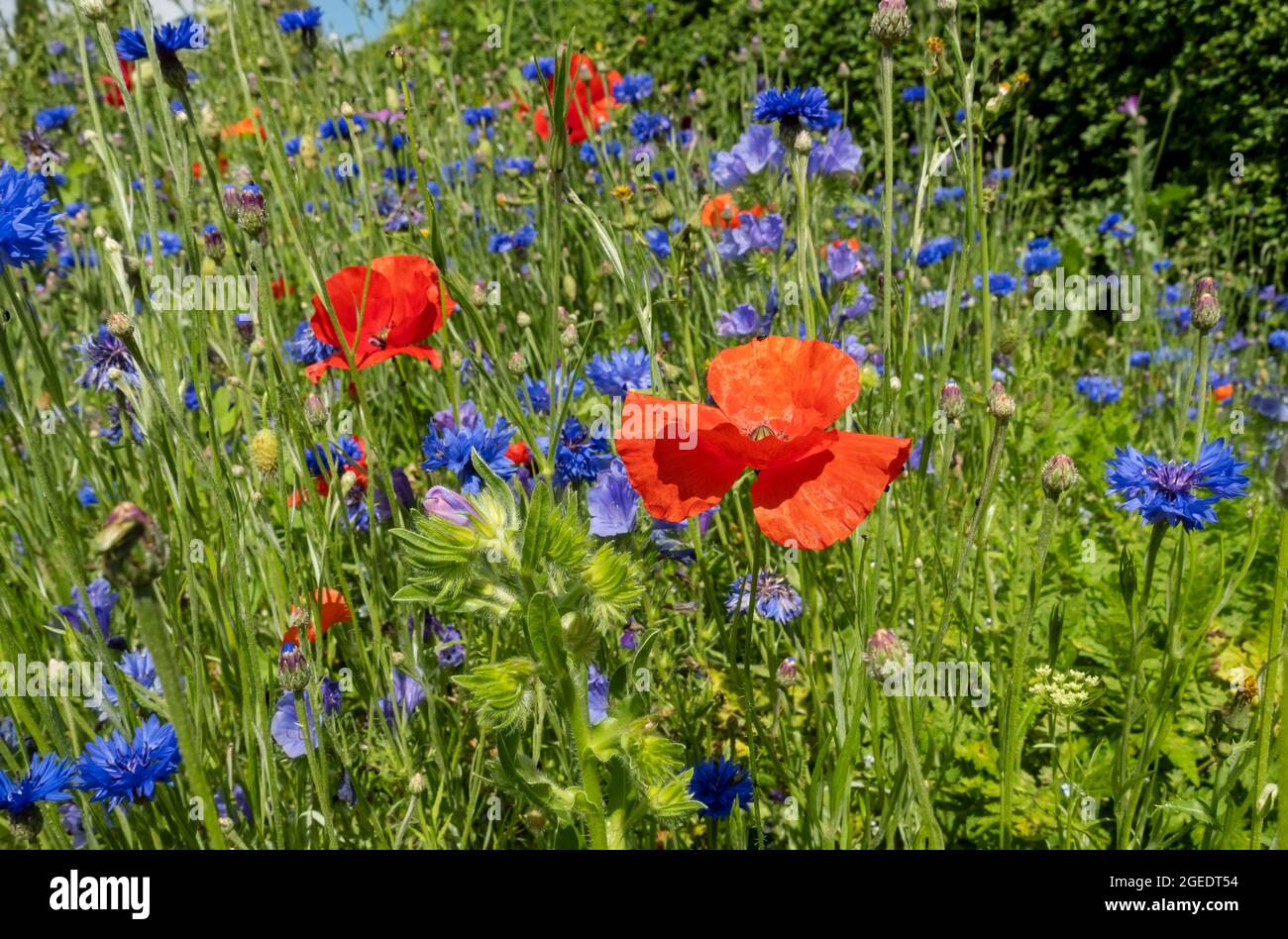Gros plan de coquelicots rouges coquelicots bleus bleus bleuets fleurs sauvages fleurs sauvages dans le parterre de fleurs de frontière de jardin en été Angleterre Royaume-Uni Grande-Bretagne Banque D'Images