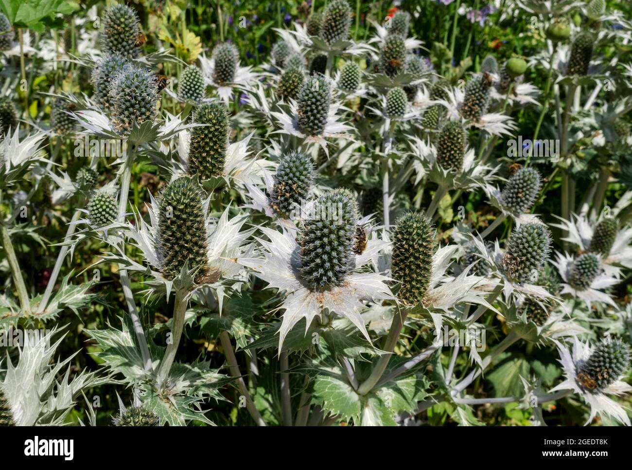 Gros plan de l'holly de mer eryngium fleurs croissant dans un jardin frontière en été Angleterre Royaume-Uni Grande-Bretagne Grande-Bretagne Banque D'Images