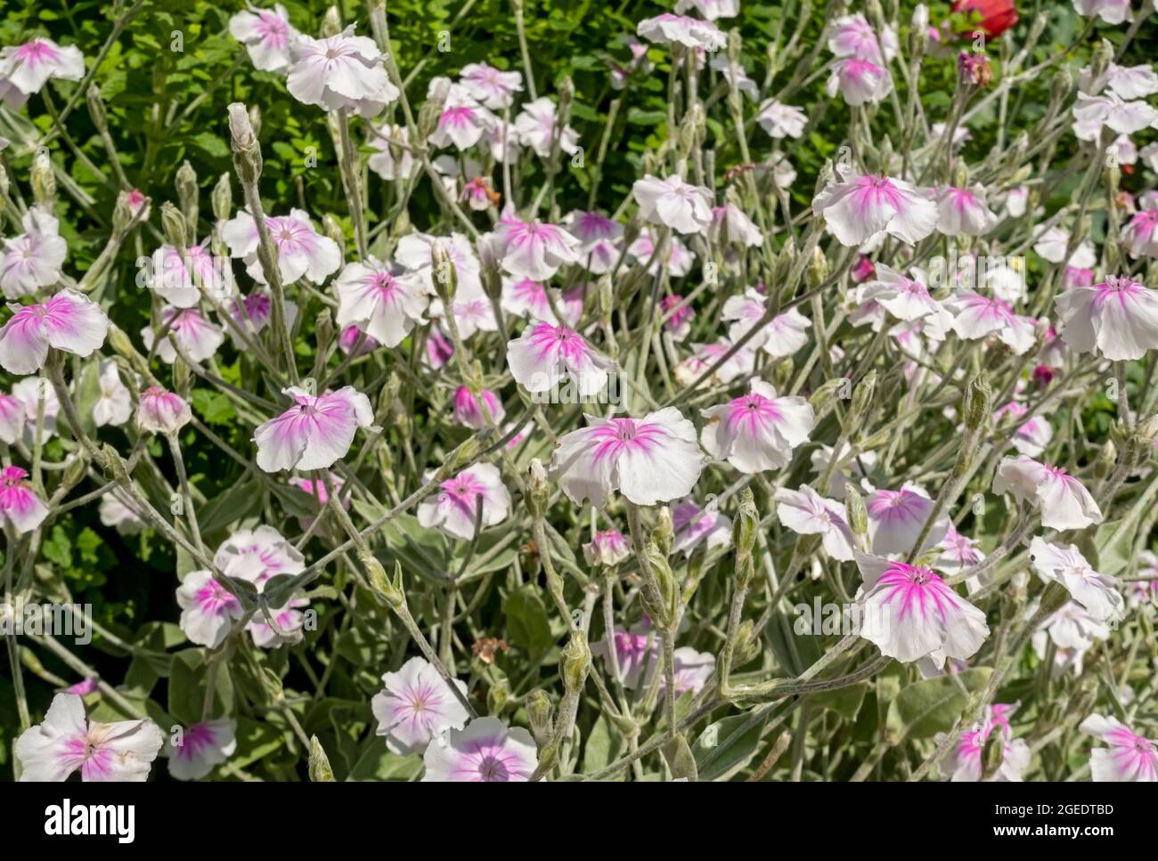 Gros plan de lychnis coronaria 'Angel's Blush' fleurs roses et blanches dans un parterre de fleurs de frontière de jardin en été Angleterre Royaume-Uni GB Grande-Bretagne Banque D'Images