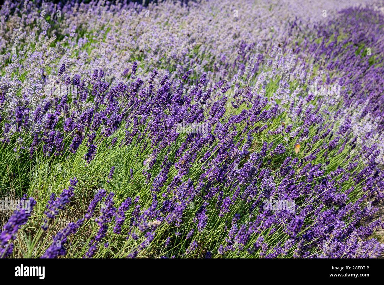 Gros plan de plantes de lavande violette amicales pour les abeilles poussant des fleurs fleurissant dans un parterre de fleurs de frontière de jardin en été Angleterre Royaume-Uni Royaume-Uni Grande-Bretagne Banque D'Images