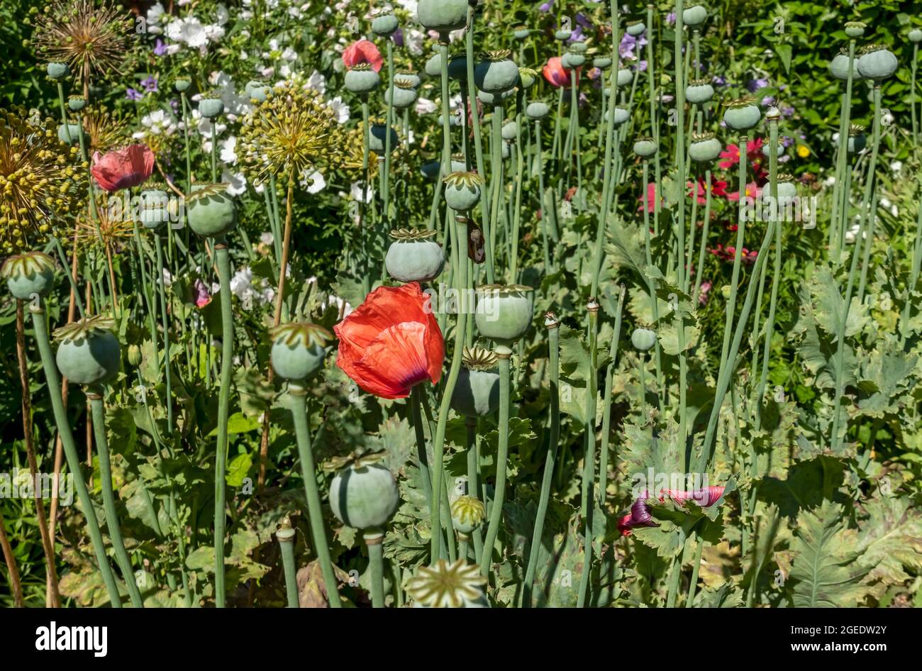 Gros plan des têtes de pépins de pavot fleurs de coquelicots dans une frontière de jardin en été Angleterre Royaume-Uni Grande-Bretagne Grande-Bretagne Banque D'Images