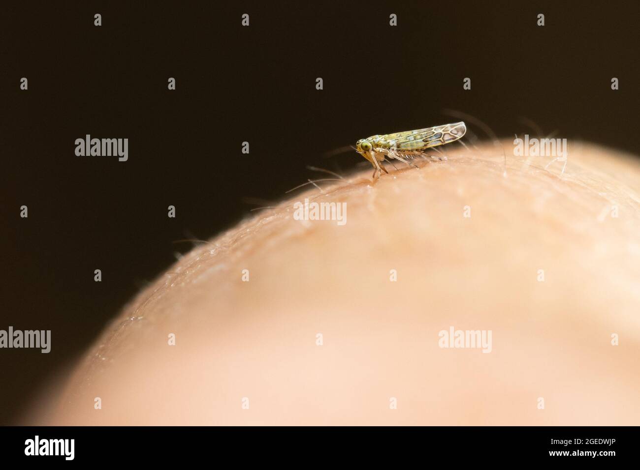 Petite cicadelle Eupteryx au dos de la main d'une personne pour un sens de l'échelle (environ 3 mm) de la faune britannique Banque D'Images
