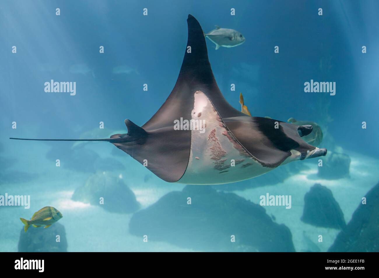 Passage d'un grand rayon de mer. Photo de l'aquarium. Banque D'Images