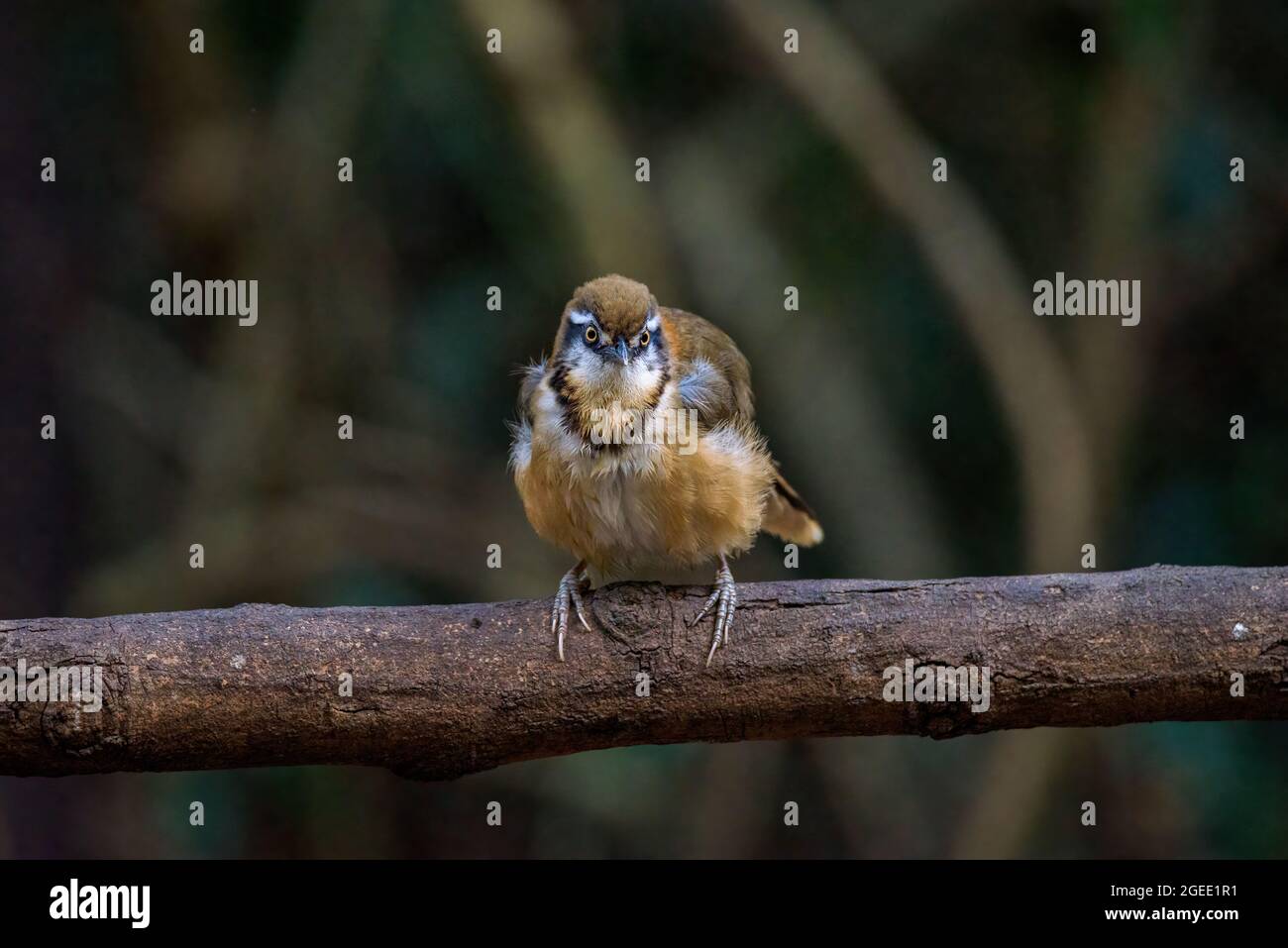 Bel oiseau Grand Necklined Laughingthrush (Garrulax pectoralis) perching sur branche dans la forêt, Thaïlande Banque D'Images