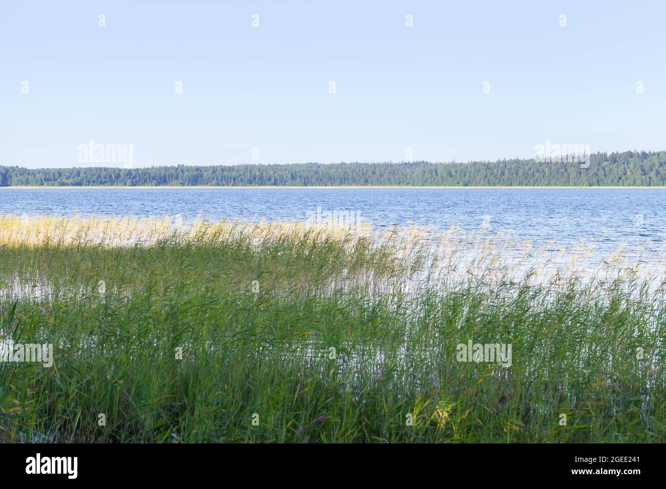 Paysage d'été avec des roseau côtiers qui poussent sur la côte d'un lac par une journée d'été. Photo d'arrière-plan naturelle Banque D'Images