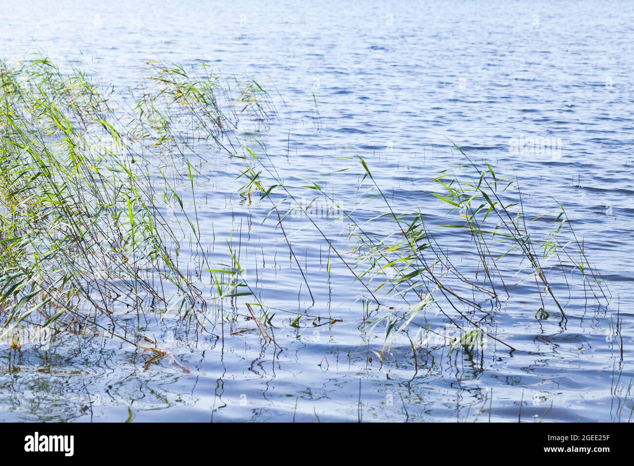 Le roseau côtier grandit dans l'eau pendant la journée. Photo d'arrière-plan naturelle Banque D'Images