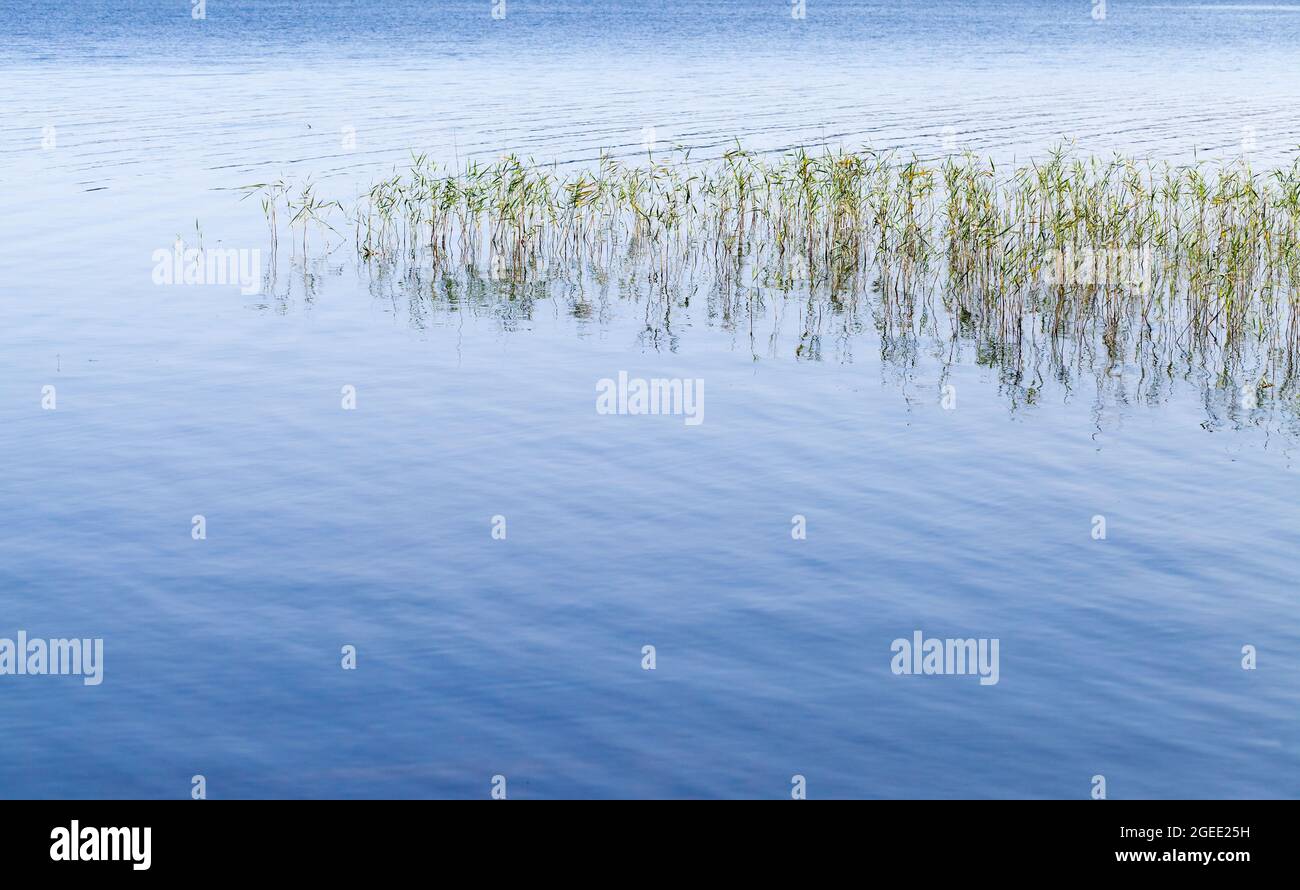 Paysage d'été avec de l'herbe verte côtière qui pousse dans l'eau fixe pendant un jour d'été. Photo d'arrière-plan naturelle Banque D'Images