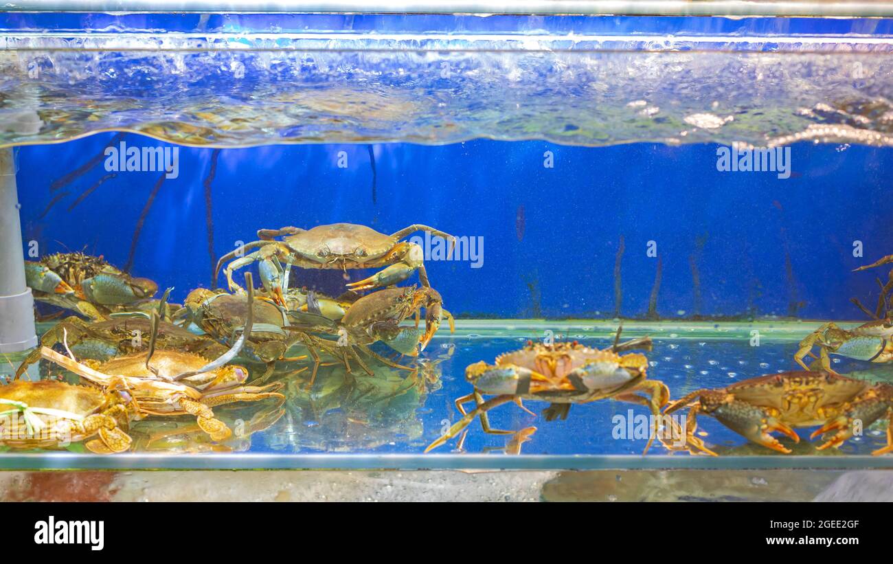 Crabes vivants dans le Fish Tank Fresh Seafood en Asie Banque D'Images