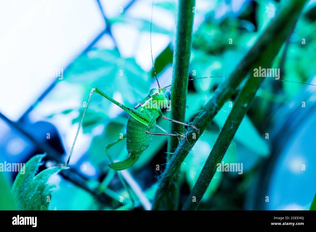 Gros plan d'une jeune sauterelle verte sur une plante Banque D'Images