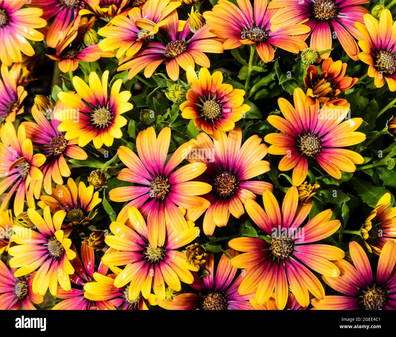 Osteospermum Violet Sun plante africaine à fleurs à fleurs orange et violet. Banque D'Images