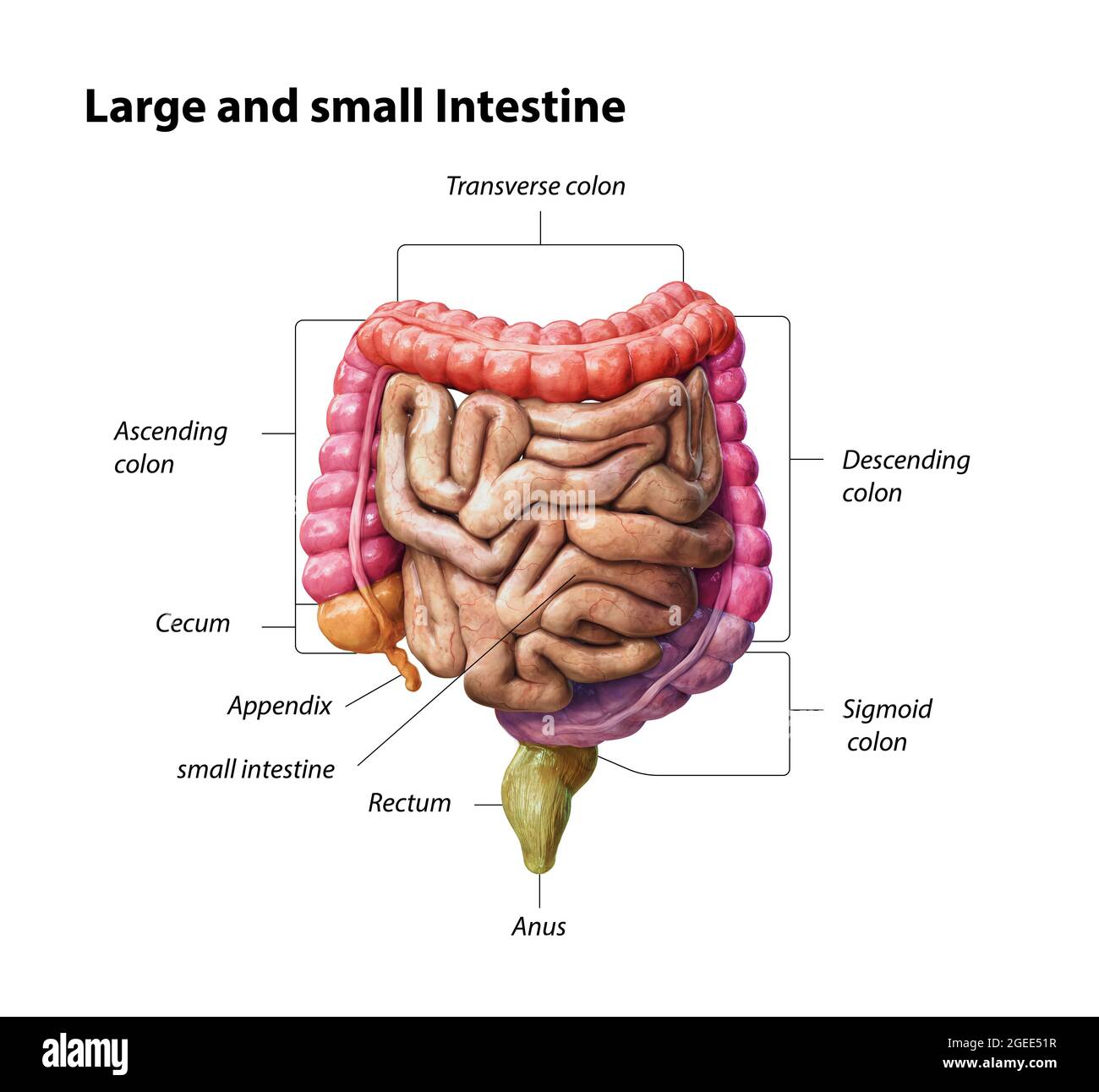 Colorer les parties gros et petit intestin isolées sur le blanc. Anatomie du système digestif humain. Tractus gastro-intestinal. illustration de rendu 3d Banque D'Images
