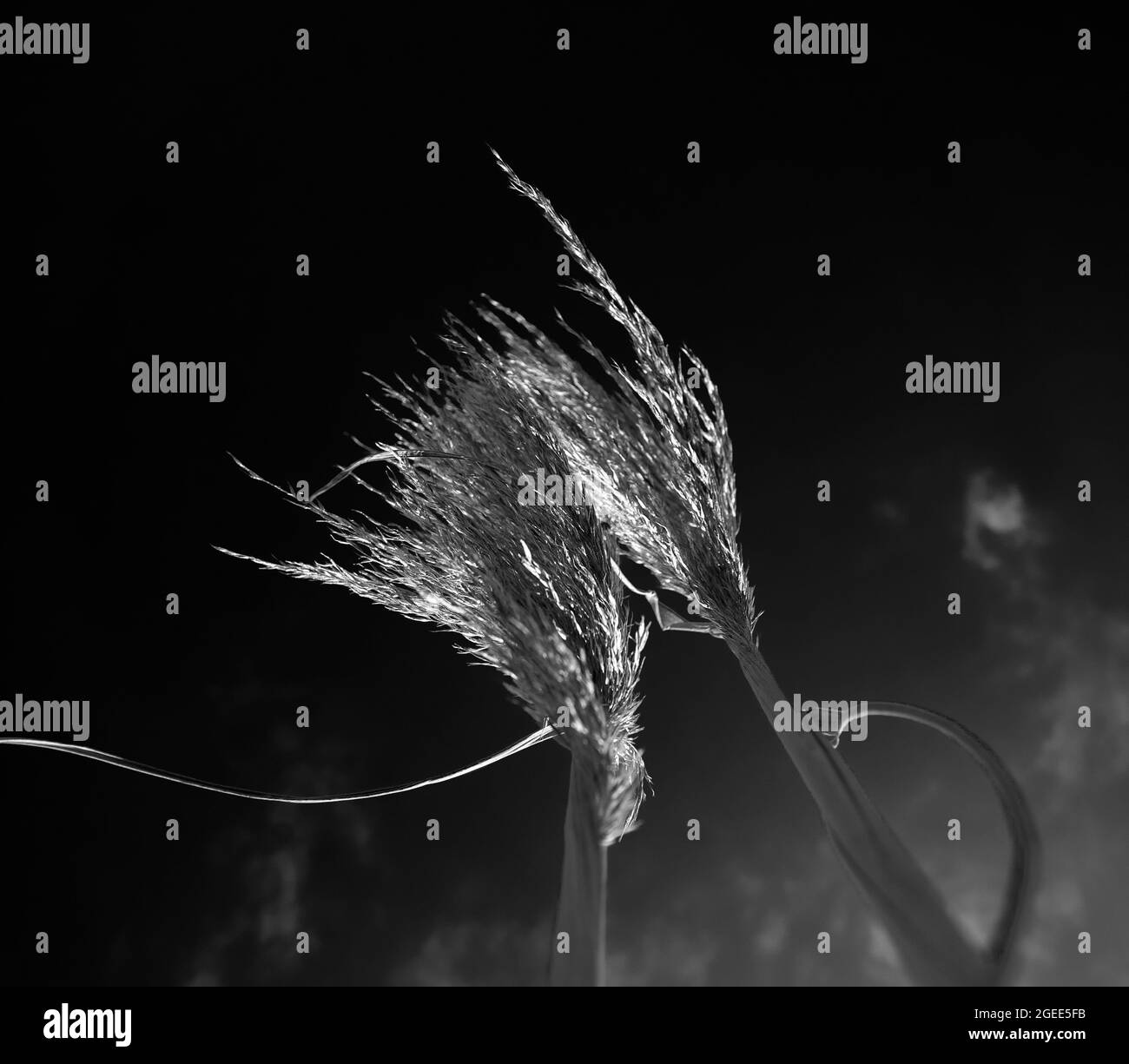photo noir et blanc des oreilles d'herbe épis d'herbe contre le ciel Banque D'Images