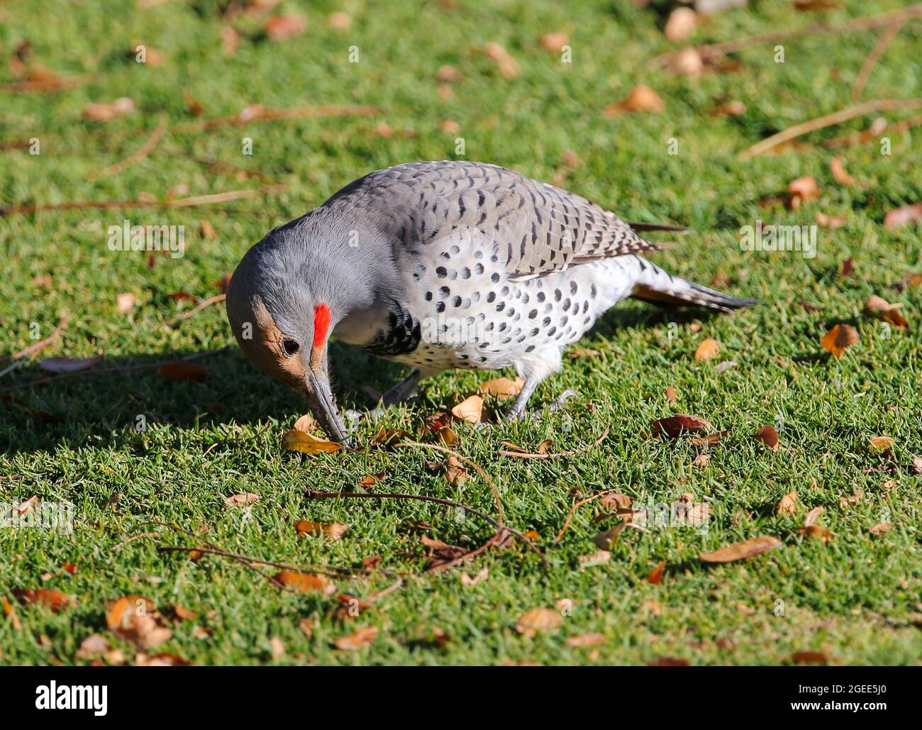 Un flicker à arbre rouge dur au travail creusant dans une pelouse avec son bec, à la recherche de grubes et fourmis à manger. Banque D'Images