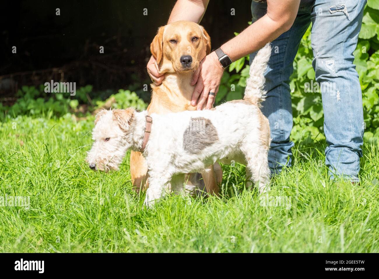 Le beau Homme joue avec son heureux Golden labrador Retriever Dog sur la pelouse de l'arrière-cour. L'homme s'est amusé avec le chien Pedigree fidèle en plein air dans la cour de la maison d'été. Photo de haute qualité Banque D'Images