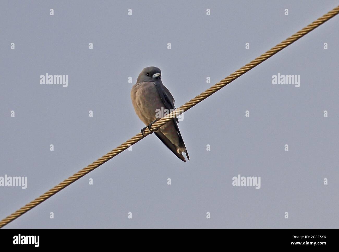 Hirondelles de bois d'achy (Armamus fuscus) adulte perché sur la ligne électrique Thaton, Thaïlande Novembre Banque D'Images