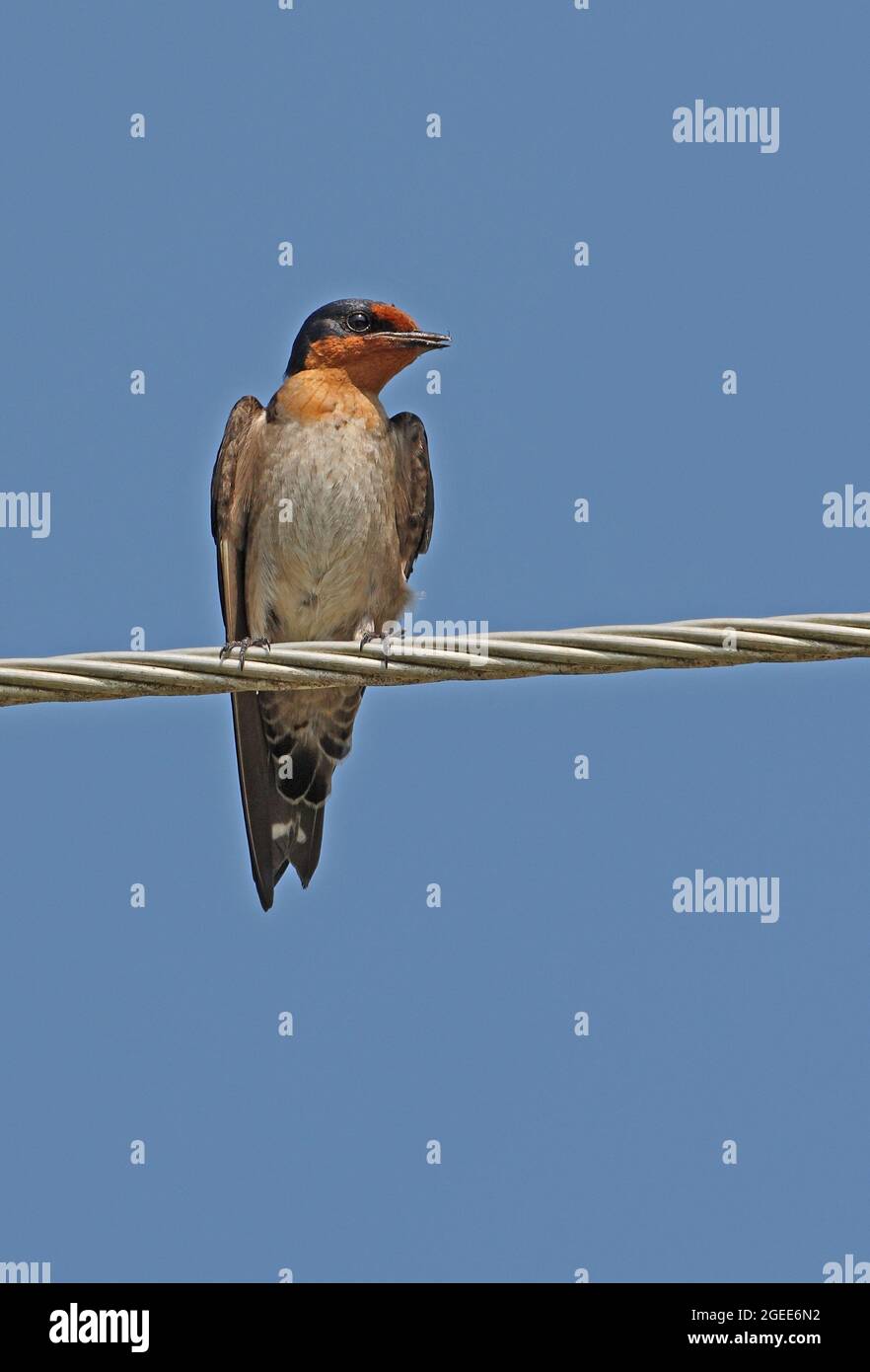 Maison Swallow (Hirundo javanica) adulte perchée sur la ligne de puissance Ban Nai Chong, Thaïlande Février Banque D'Images