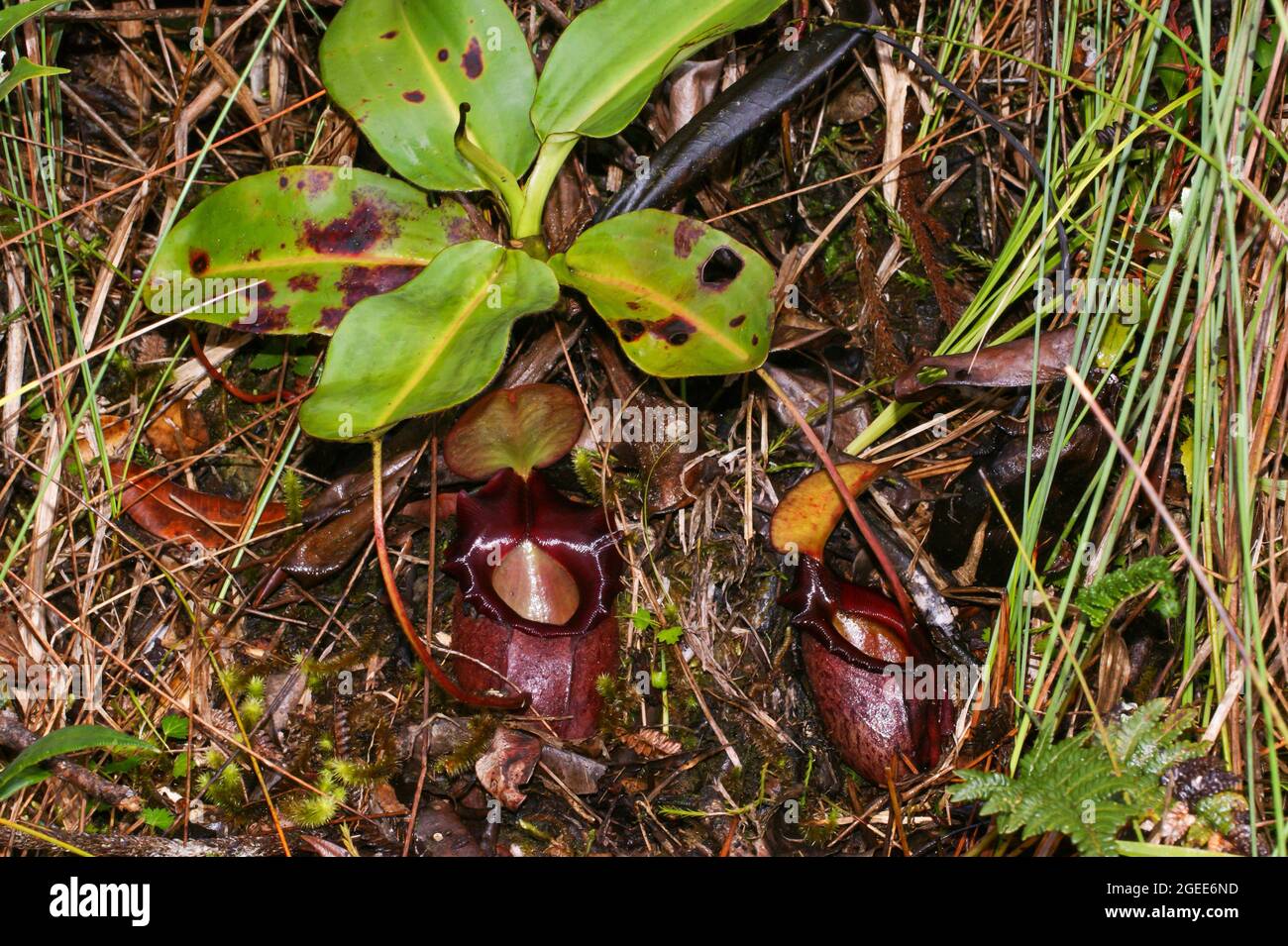 Deux pichets rouges de Nepenthes rajah, plante de pichet carnivore, Sabah, Bornéo Banque D'Images