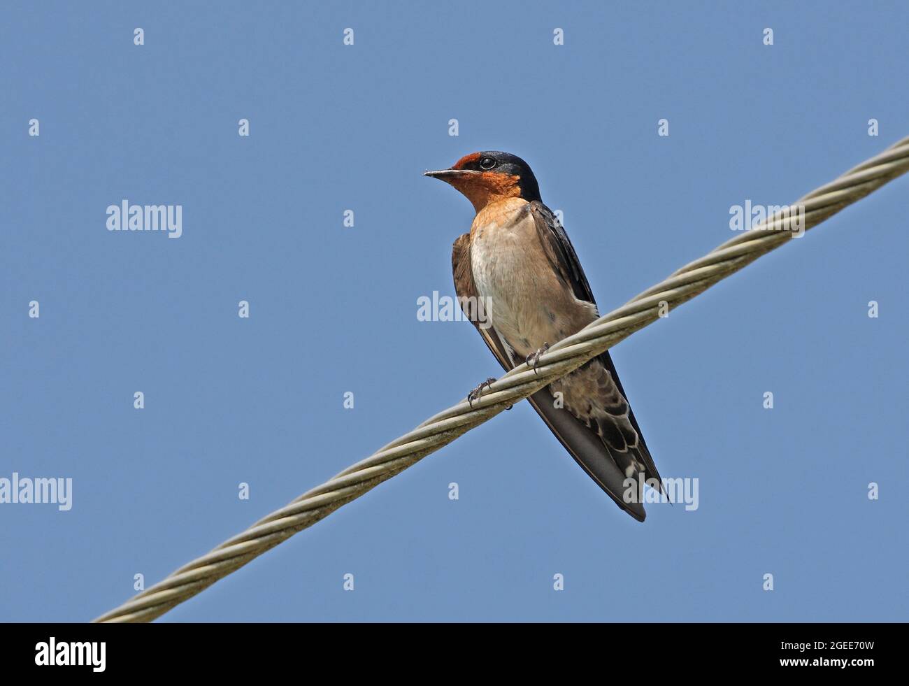 Maison Swallow (Hirundo javanica) adulte perchée sur la ligne de puissance Ban Nai Chong, Thaïlande Février Banque D'Images