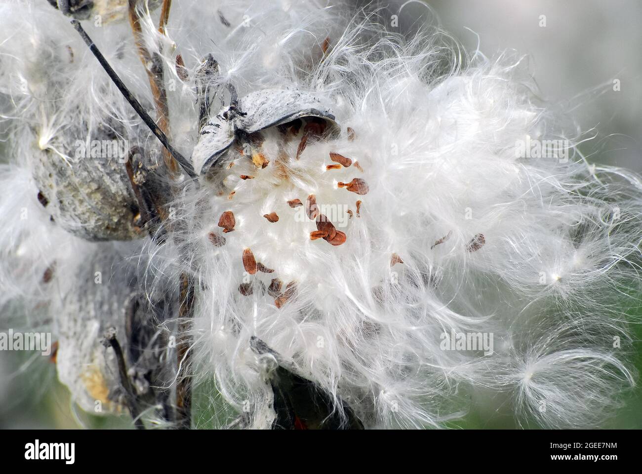 Laitoued commun, fleur de papillon, laitoued, moût-hirondelles soyeux, Gewöhnliche Seidenpflanze, Acslepias syriaca, selyemkóró, Hongrie, Europe Banque D'Images