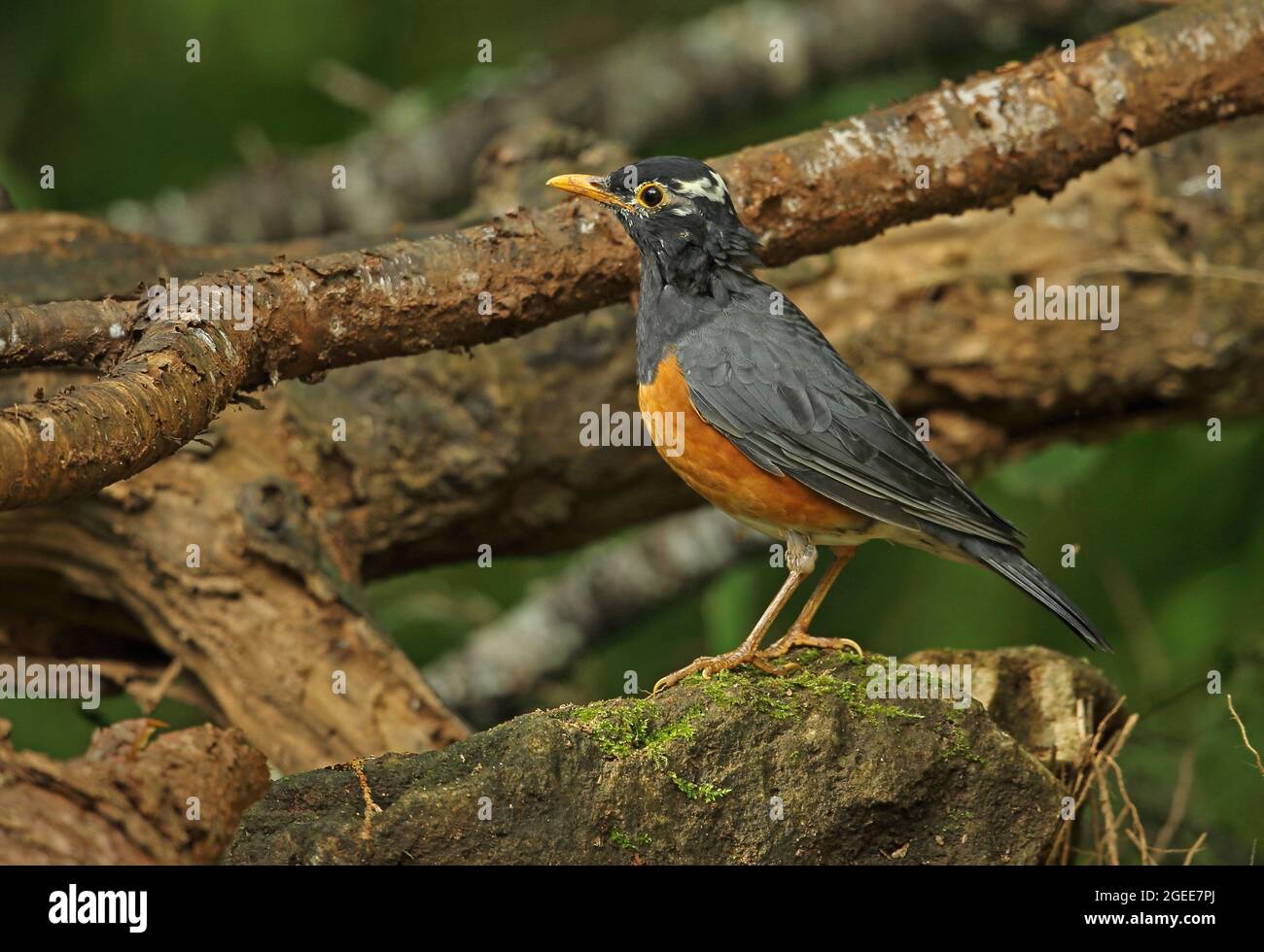 Grive à dos noir (Turdus dissimilis) adulte mâle debout sur la roche, partiellement leuciste Doi Ang Khang, Thaïlande Novembre Banque D'Images