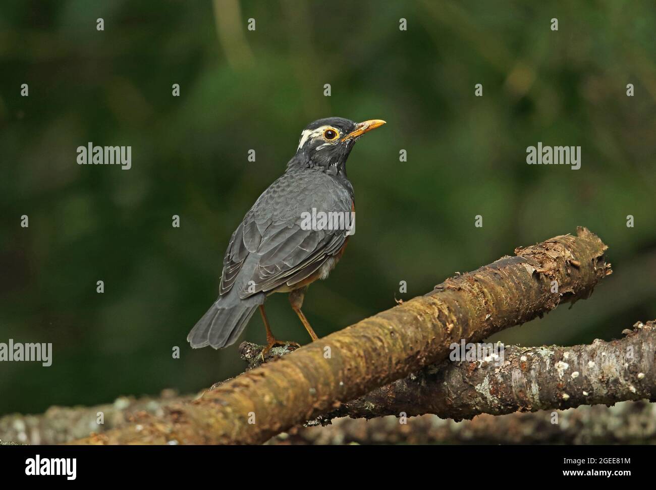 Grive à dos noir (Turdus dissimilis) adulte mâle debout sur des billes tombées, partiellement leuciste Doi Ang Khang, Thaïlande Novembre Banque D'Images