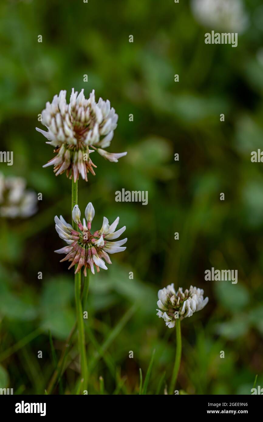 Trifolium repens la fleur dans la prairie Banque D'Images