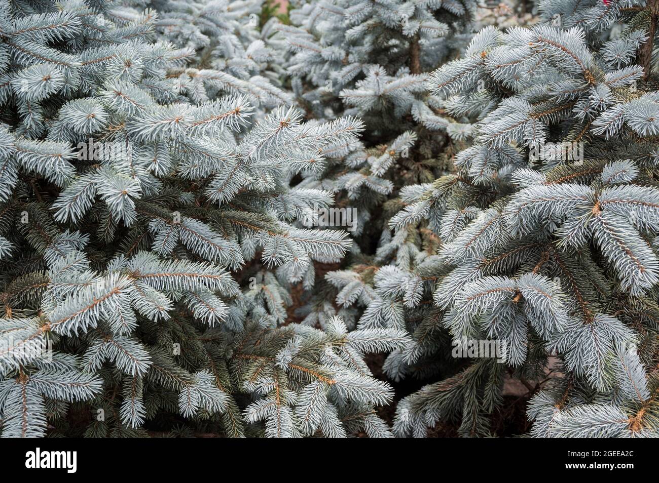 Sapin de noël en pin vert pâle Banque D'Images