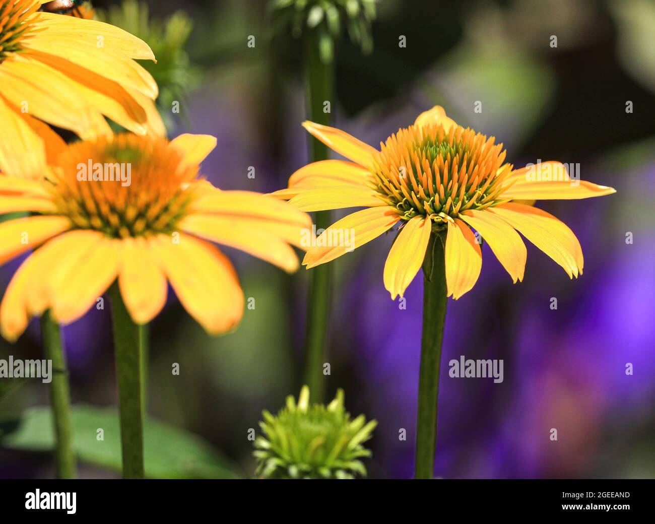 Fleurs d'échinacée jaune vif sur fond violet et vert. Banque D'Images