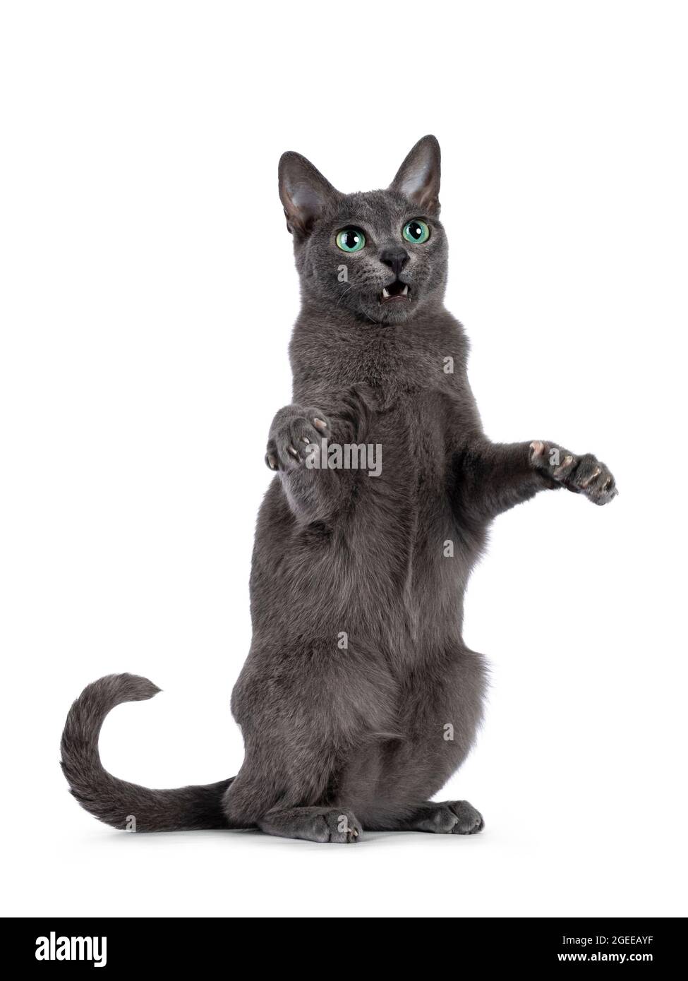 Jeune chat Korat à bout argenté, debout dans une posture dansante sur les pattes arrière. Regarder vers l'appareil photo avec des yeux vert vif et l'attitude. Isolé sur un blanc Banque D'Images