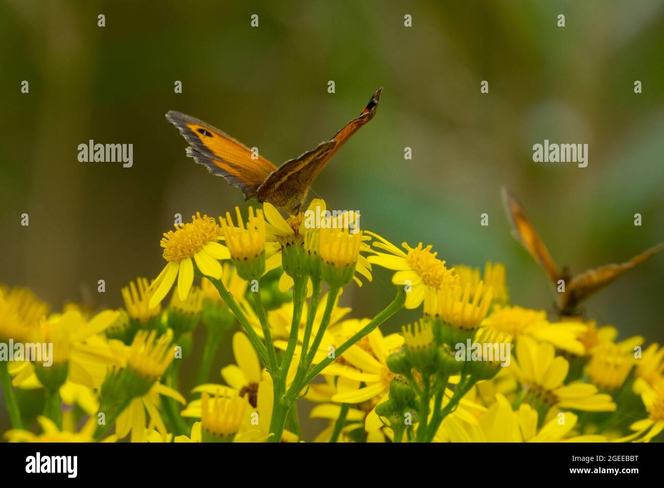 Papillon Coenonympha pamphilus Small Heath Banque D'Images