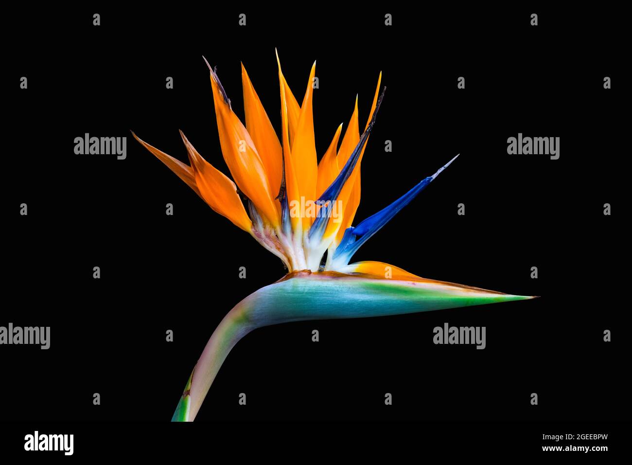 oiseau de paradis coloré fleur de gros plan découpe isolée sur un fond noir Banque D'Images