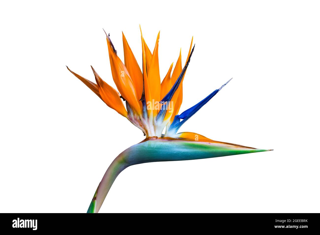 oiseau de paradis aux couleurs vives fleur de gros plan découpe isolée sur un arrière-plan blanc Banque D'Images