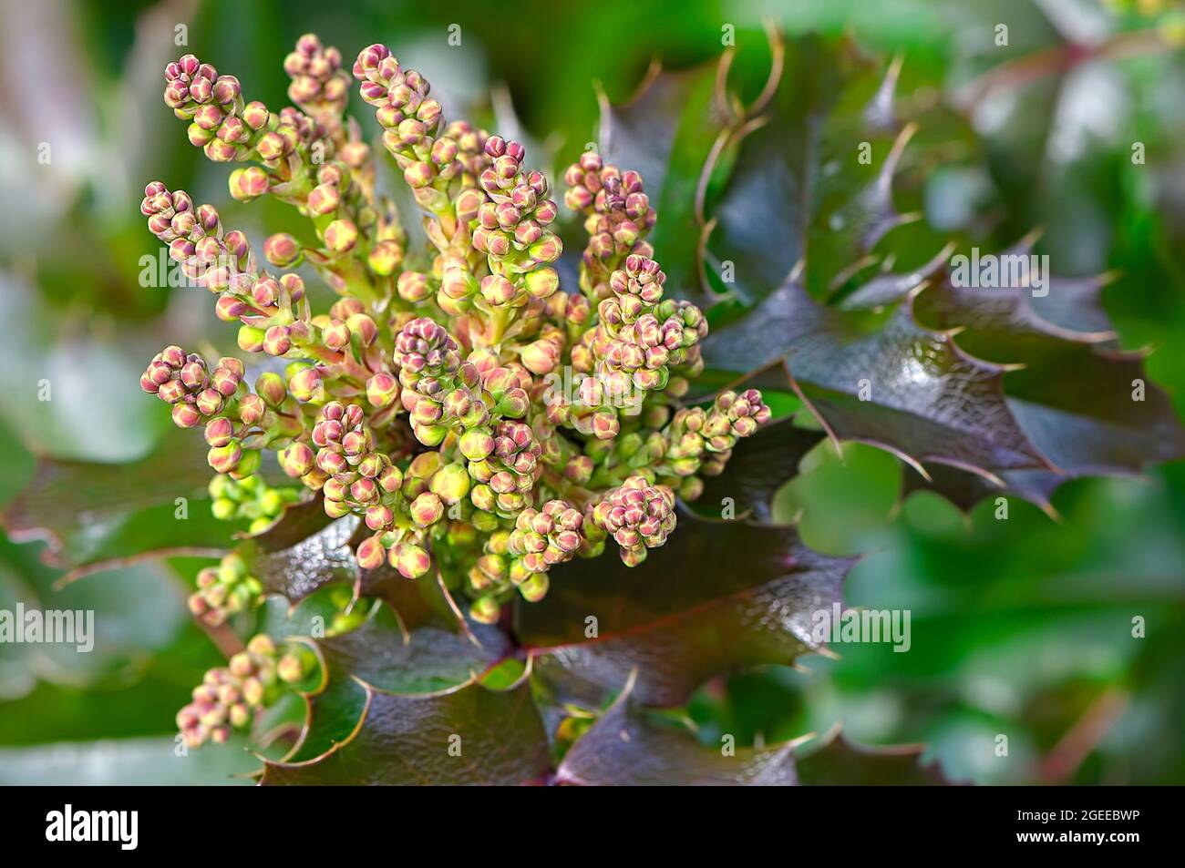Bourgeons de fleurs de raisin de l'Oregon au début du printemps (Mahonia aquifolium). Banque D'Images