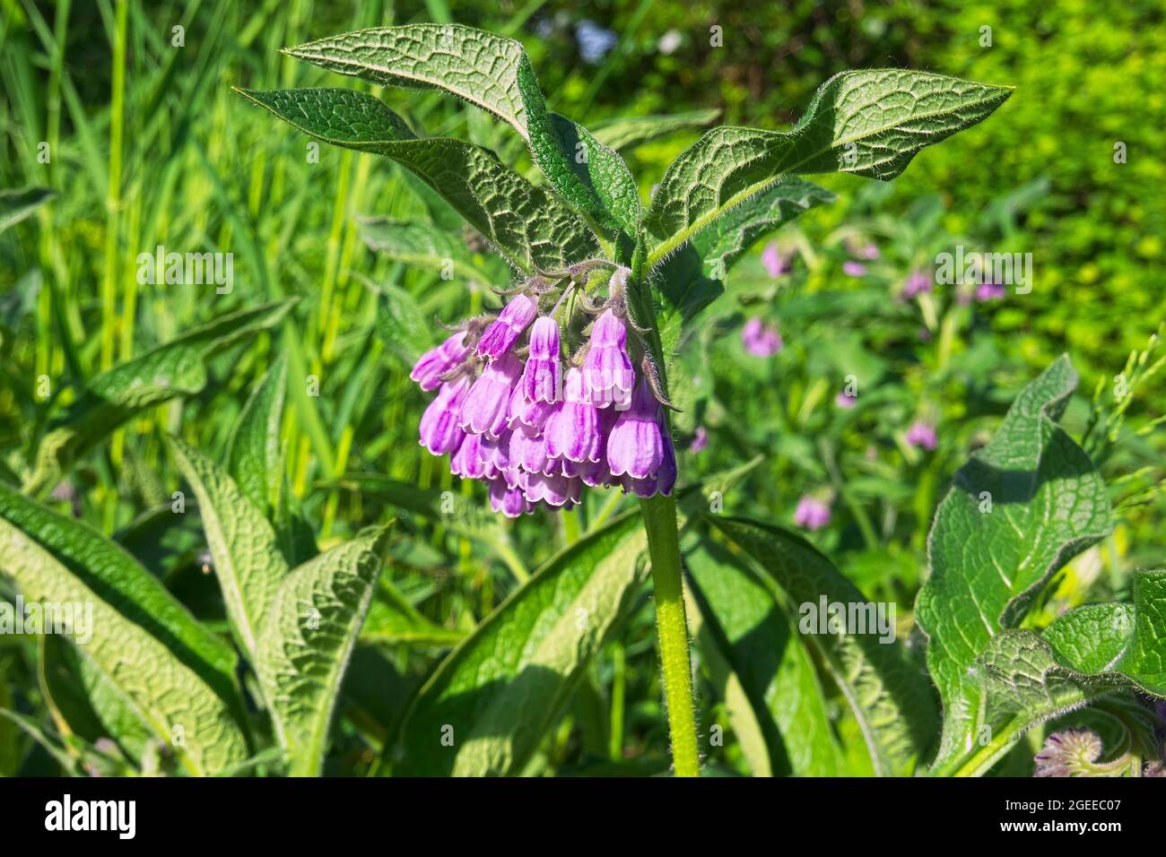 Plante commune de Comfrey en floraison au printemps. (Symphytum officinale). Banque D'Images