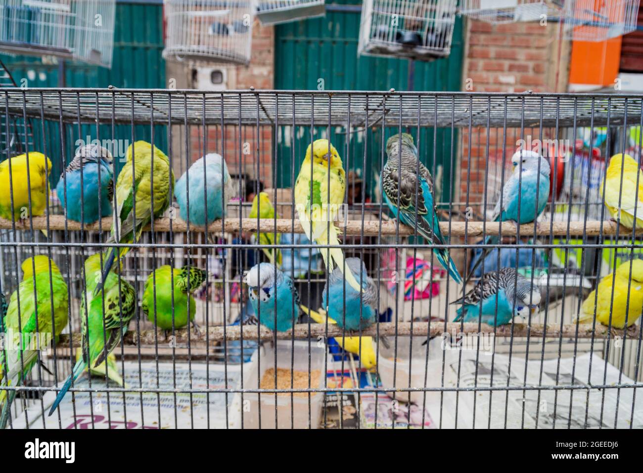 EL Alto, BOLIVIE - 23 AVRIL 2015: Perroquets dans une cage à vendre sur un marché à El Alto, Bolivie. Banque D'Images