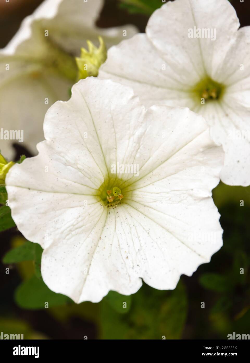 Belles grandes fleurs blanches de la pétunia (à la traîne) fanfare blanc en été floraison, Wiltshire UK Banque D'Images