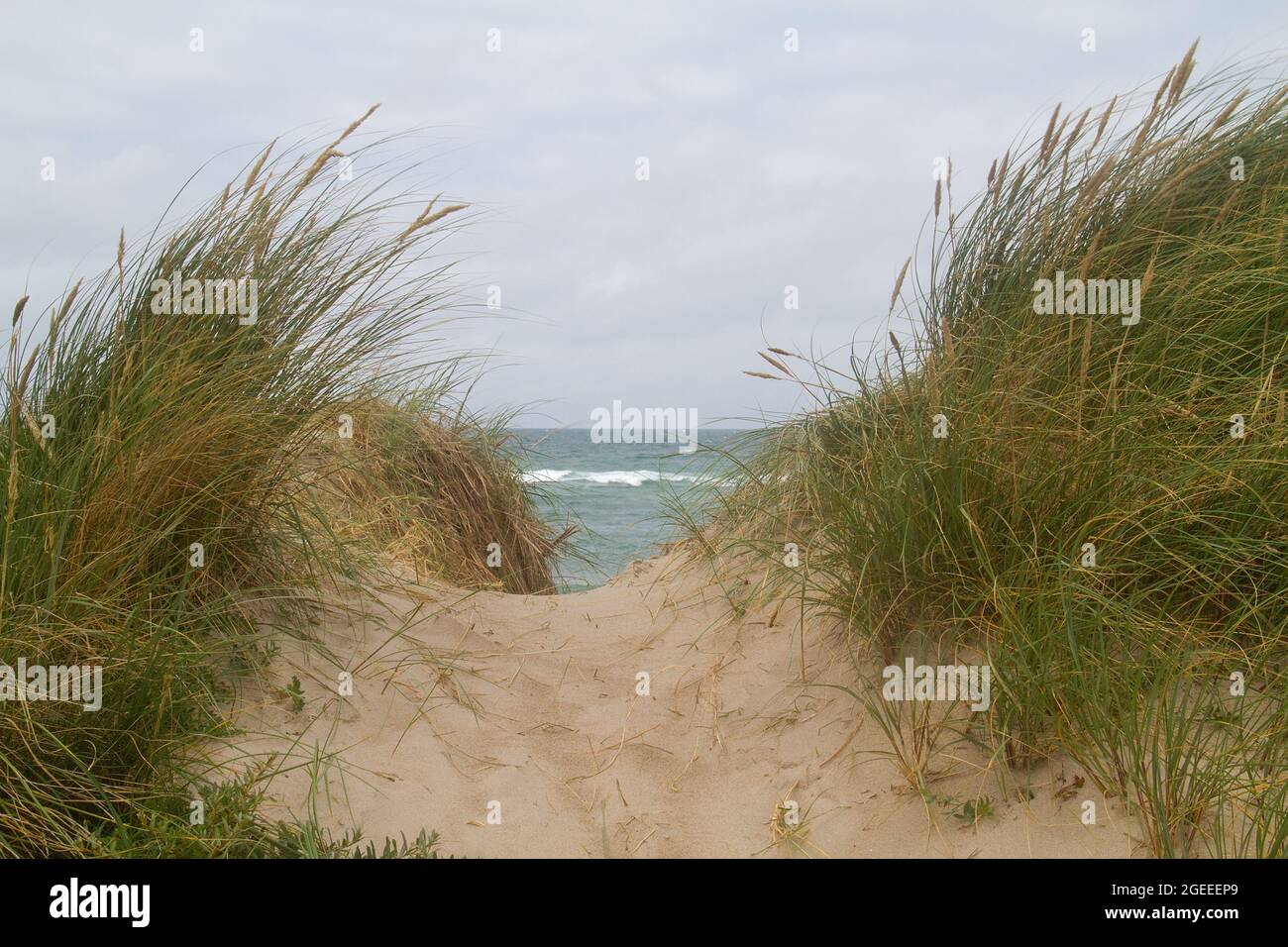 Petit chemin au-dessus des dunes, surcultivé avec de l'herbe de Marram, jusqu'à la mer Banque D'Images