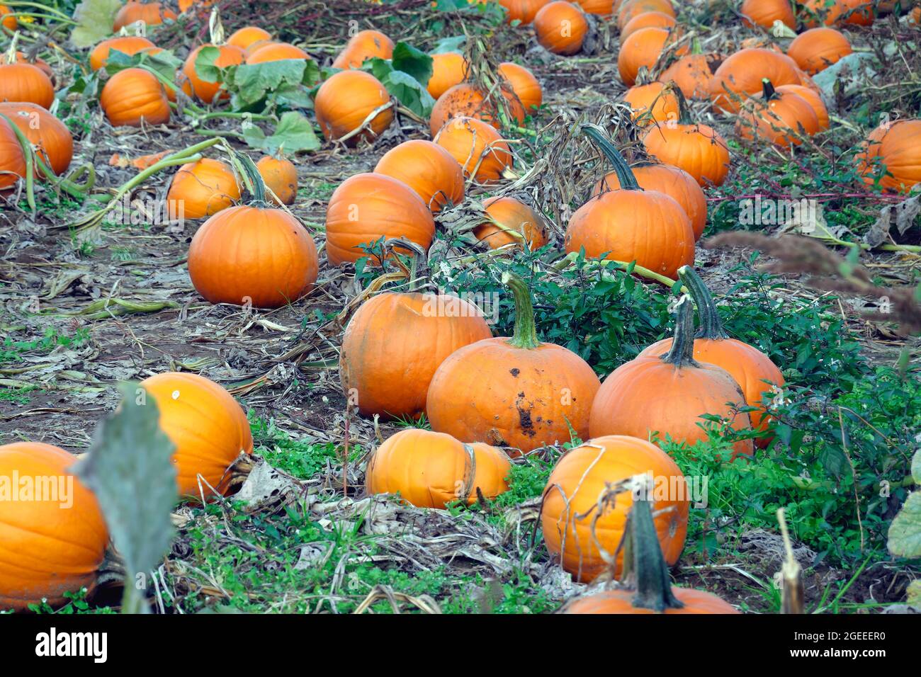 Citrouilles récoltées dans un champ. Banque D'Images