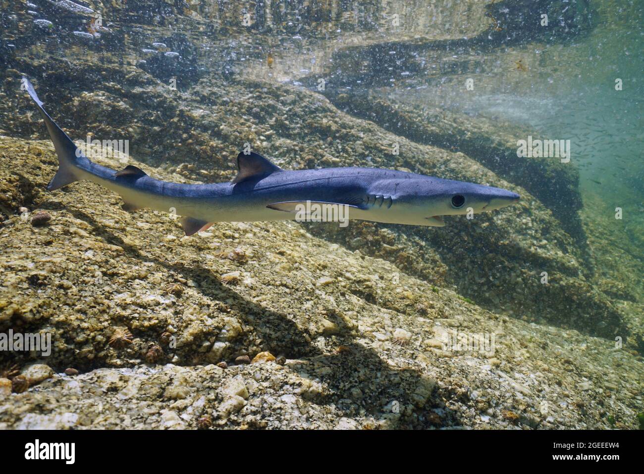 Requin bleu juvénile sous l'eau, Prionace glauca, dans les eaux peu profondes près de la côte rocheuse, océan Atlantique, Galice, Espagne Banque D'Images